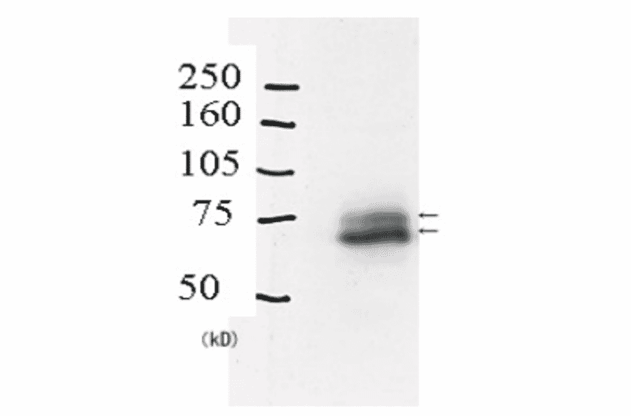 Identification of Rad18 protein in crude extract of A549 cells by western blotting with Anti-Rad18 Antibody. The primary and secondary antibodies are used at 1:1,000 and 1:20,000 dilutions, respectively. The lower thick band is native Rad18 and the upper thin band is mono-ubiquitinated Rad18.