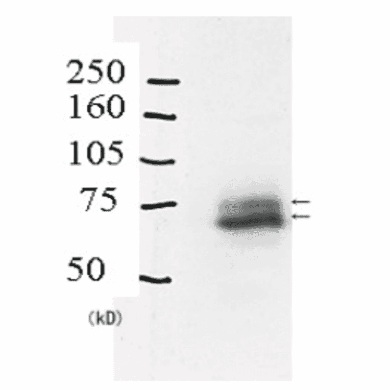 Identification of Rad18 protein in crude extract of A549 cells by western blotting with Anti-Rad18 Antibody. The primary and secondary antibodies are used at 1:1,000 and 1:20,000 dilutions, respectively. The lower thick band is native Rad18 and the upper thin band is mono-ubiquitinated Rad18.