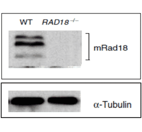 Identification of mouse Rad18 protein in ES cells by western blotting with Anti-Rad18 Antibody. WT: Lysate of wild-type mouse ES cells RAD18-/- ; Lysate of Rad18 double knock-out mouse ES cells. Protein levels of alpha Tubulin in the lysates are shown as a control. Three bands are absent in RAD18 knock-out cells.
