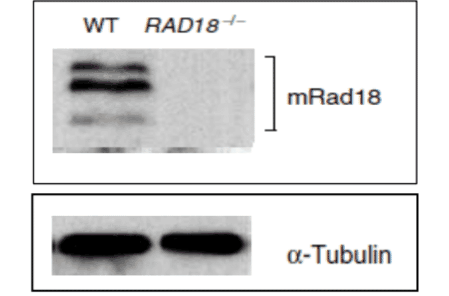 Identification of mouse Rad18 protein in ES cells by western blotting with Anti-Rad18 Antibody. WT: Lysate of wild-type mouse ES cells RAD18-/- ; Lysate of Rad18 double knock-out mouse ES cells. Protein levels of alpha Tubulin in the lysates are shown as a control. Three bands are absent in RAD18 knock-out cells.