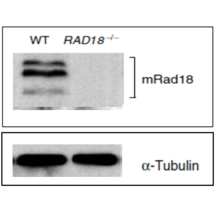 Identification of mouse Rad18 protein in ES cells by western blotting with Anti-Rad18 Antibody. WT: Lysate of wild-type mouse ES cells RAD18-/- ; Lysate of Rad18 double knock-out mouse ES cells. Protein levels of alpha Tubulin in the lysates are shown as a control. Three bands are absent in RAD18 knock-out cells.