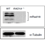 Identification of mouse Rad18 protein in ES cells by western blotting with Anti-Rad18 Antibody. WT: Lysate of wild-type mouse ES cells RAD18-/- ; Lysate of Rad18 double knock-out mouse ES cells. Protein levels of alpha Tubulin in the lysates are shown as a control. Three bands are absent in RAD18 knock-out cells.