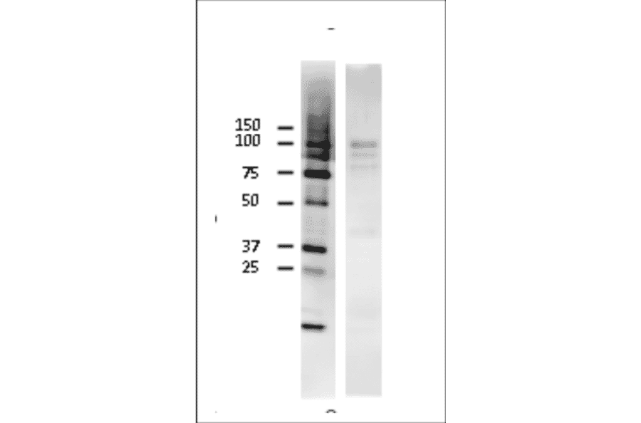 Identification of mouse Rad18 protein in NIH3T3 cells by western blotting with Anti-Rad18 Antibody. Cell extract, 23µg, was used. Anti-Rad18 Antibody was used at 1:2,000 dilution. Two extra bands (75 + 90 kDa) may represent modified products.
