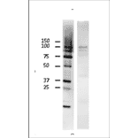 Identification of mouse Rad18 protein in NIH3T3 cells by western blotting with Anti-Rad18 Antibody. Cell extract, 23µg, was used. Anti-Rad18 Antibody was used at 1:2,000 dilution. Two extra bands (75 + 90 kDa) may represent modified products.