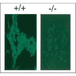 Immunofluorescence staining of Rad18 protein with Anti-Rad18 Antibody. Wild-type (+/+) and RAD18-/- ES cells (-/-). Samples were prefixed 3.7% formaldehyde and fixed with 80% methanol. Anti-Rad18 Antibody was used at 1:300 dilution. Anti-Rabbit IgG (FITC) was used as a secondary antibody.