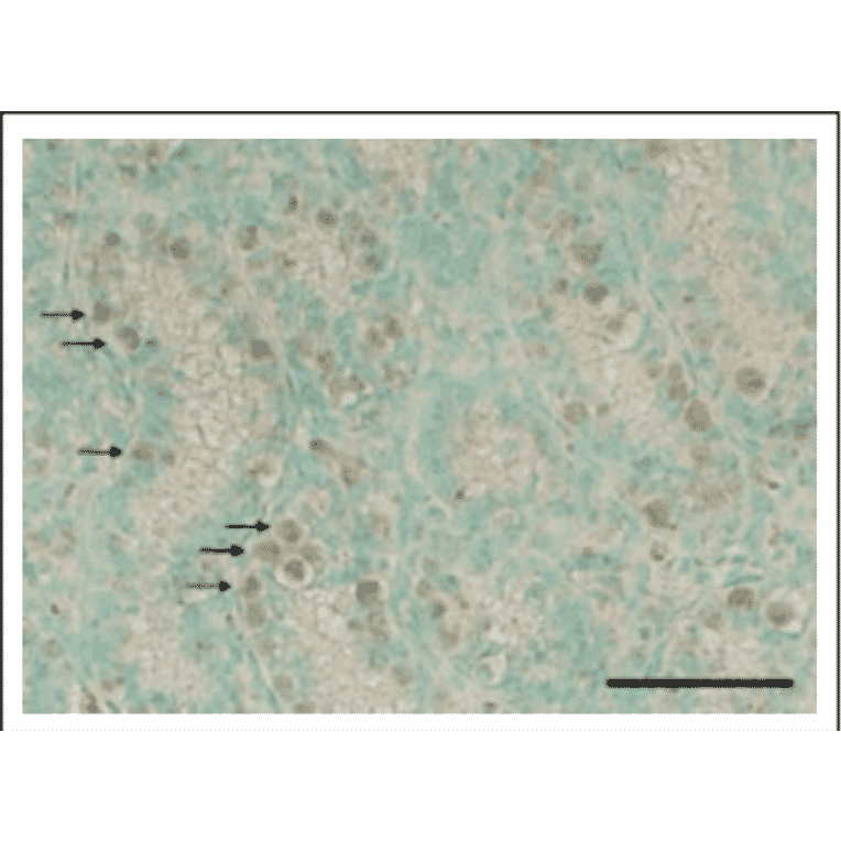 Detection of Rad18 in mouse testis. Section of paraformaldehyde fixed mouse was stained with Anti-Rad18 Antibody. Donkey Anti-Rabbit IgG Antibody (HRP) was used as a secondary antibody. Signals were enhanced with TSA plus biotin system and detected by using DAB substrate. Arrows indicate undifferentiated spermatogonia.