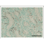 Detection of Rad18 in mouse testis. Section of paraformaldehyde fixed mouse was stained with Anti-Rad18 Antibody. Donkey Anti-Rabbit IgG Antibody (HRP) was used as a secondary antibody. Signals were enhanced with TSA plus biotin system and detected by using DAB substrate. Arrows indicate undifferentiated spermatogonia.