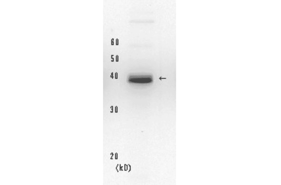 Western blot of endogenous XPA protein. Hela cell whole extract (20µg). Anti-XPA Antibody was used at 1:2,000 dilution. Goat Anti-Mouse IgG Antibody (HRP) was used as a secondary at 1:20,000 dilution.