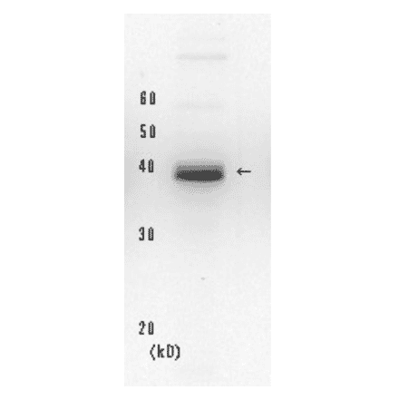 Western blot of endogenous XPA protein. Hela cell whole extract (20µg). Anti-XPA Antibody was used at 1:2,000 dilution. Goat Anti-Mouse IgG Antibody (HRP) was used as a secondary at 1:20,000 dilution.