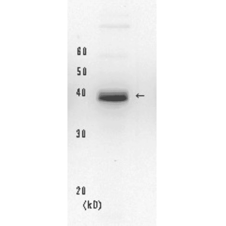Western blot of endogenous XPA protein. Hela cell whole extract (20µg). Anti-XPA Antibody was used at 1:2,000 dilution. Goat Anti-Mouse IgG Antibody (HRP) was used as a secondary at 1:20,000 dilution.