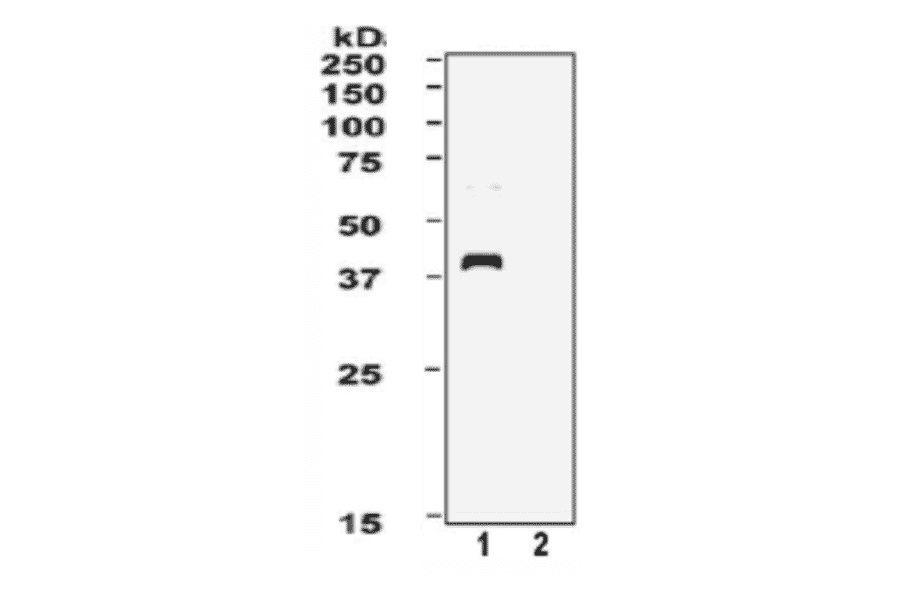 Western blot of XPA. Lane 1. Extract of Hela cells (XPA wild type). Lane 2. Extract of XP12ROSV cells (XPA deficient). The primary and the secondary antibodies were used at 1:2,000 and 1:20,000 dilutions.