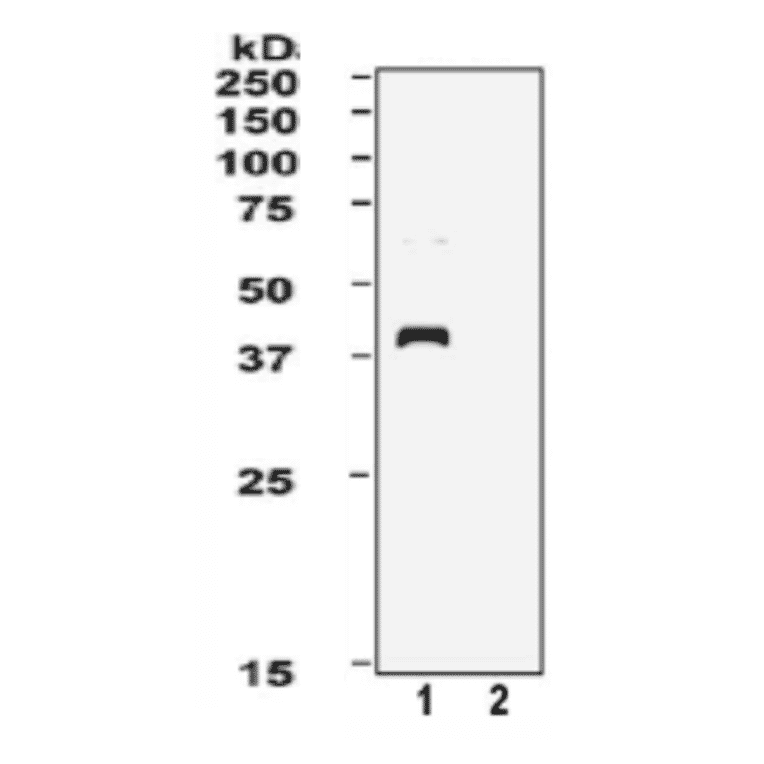 Western blot of XPA. Lane 1. Extract of Hela cells (XPA wild type). Lane 2. Extract of XP12ROSV cells (XPA deficient). The primary and the secondary antibodies were used at 1:2,000 and 1:20,000 dilutions.