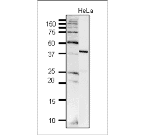 Detection of DNA polymerase beta in crude extract of HeLa cells by western blotting. Anti-DNA polymerase beta Antibody was used at 1:2,000 dilution. 10µg of the cell extract was used.