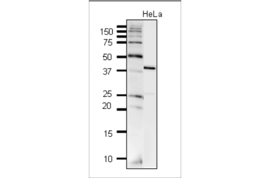 Detection of DNA polymerase beta in crude extract of HeLa cells by western blotting. Anti-DNA polymerase beta Antibody was used at 1:2,000 dilution. 10µg of the cell extract was used.
