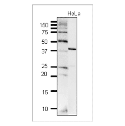 Detection of DNA polymerase beta in crude extract of HeLa cells by western blotting. Anti-DNA polymerase beta Antibody was used at 1:2,000 dilution. 10µg of the cell extract was used.