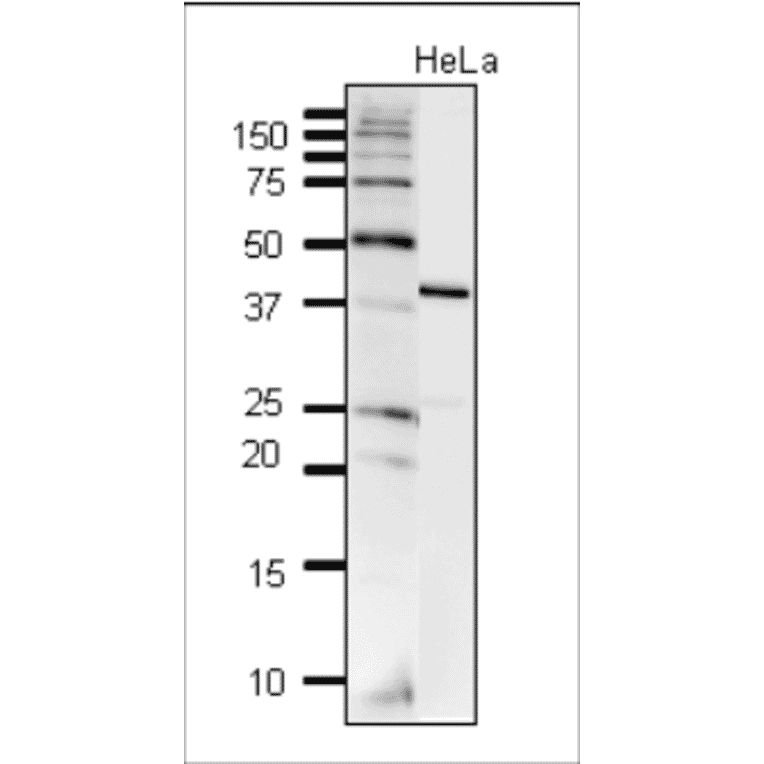 Detection of DNA polymerase beta in crude extract of HeLa cells by western blotting. Anti-DNA polymerase beta Antibody was used at 1:2,000 dilution. 10µg of the cell extract was used.