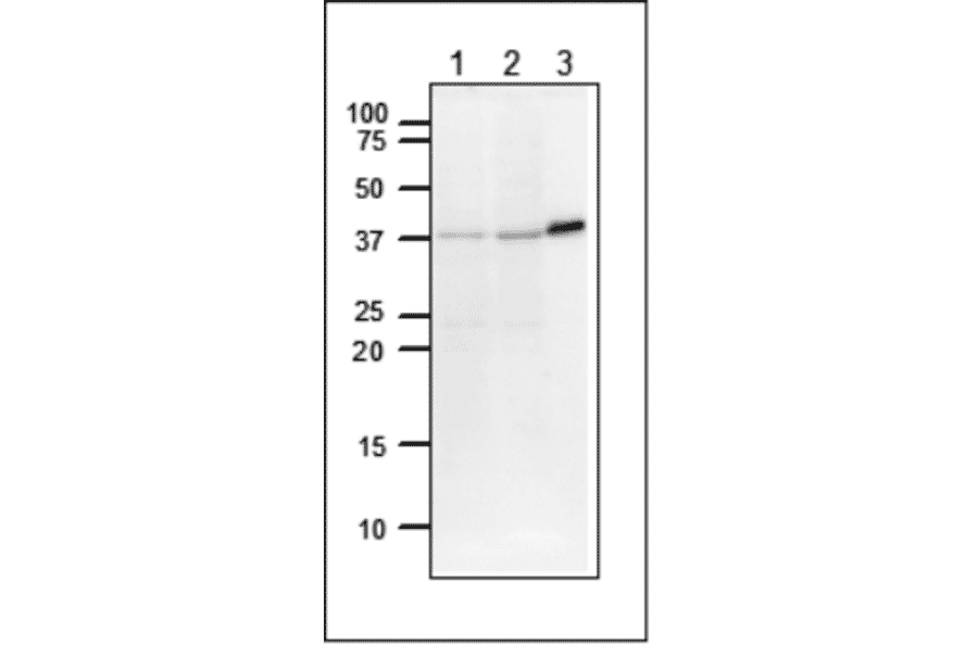 Detection of DNA polymerase beta by western blotting. Lane 1: NIH 3TS cells (20µg). Lane 2: CHO cells (20µg). Lane 3: Full size recombinant DNA polymerase beta (5.2ng). Anti-DNA polymerase beta Antibody was used at 1:2,000 dilution.
