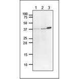 Detection of DNA polymerase beta by western blotting. Lane 1: NIH 3TS cells (20µg). Lane 2: CHO cells (20µg). Lane 3: Full size recombinant DNA polymerase beta (5.2ng). Anti-DNA polymerase beta Antibody was used at 1:2,000 dilution.