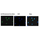 Immunofluorescence staining of DNA polymerase beta in NIH 3T3 cells with Anti-DNA polymerase beta Antibody. The cells were fixed with 4% PFA and permeabilized with 0.25% Triton X-100. Anti-DNA polymerase beta Antibody was used at 1:1,000 dilution. Nulear DNA was stained with DAPI and the merged image was shown on the right.