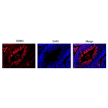 Immunohistochemical staining of RRM2 in mouse testis with Anti-RRM2 Antibody. Section of formalin-fixed and paraffin embedded mouse testis was reacted with Anti-RRM2 Antibody at 1:300 dilution. Nuclear DNA was stained with DAPI (center) and merged image is shown on left. RRM2 is abundantly expressed in actively proliferating cells.