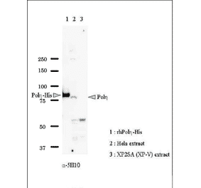 Identification of Pol eta in whole cell extract of HeLa cells by western blot with Anti-DNA polymerase eta Antibody. Lane 1: Recombinant full-size Pol eta with His6 tag at C-teminus (Positive Control). Lane 2: Whole cell extract of HeLa cells (40µg) (Positive Control). Lane 3: Whole cell extract of XP2SA (XP-V) cells (40µg) (Negative Control). Pol eta is detected at ~80 kDa position. 8% gel was used.