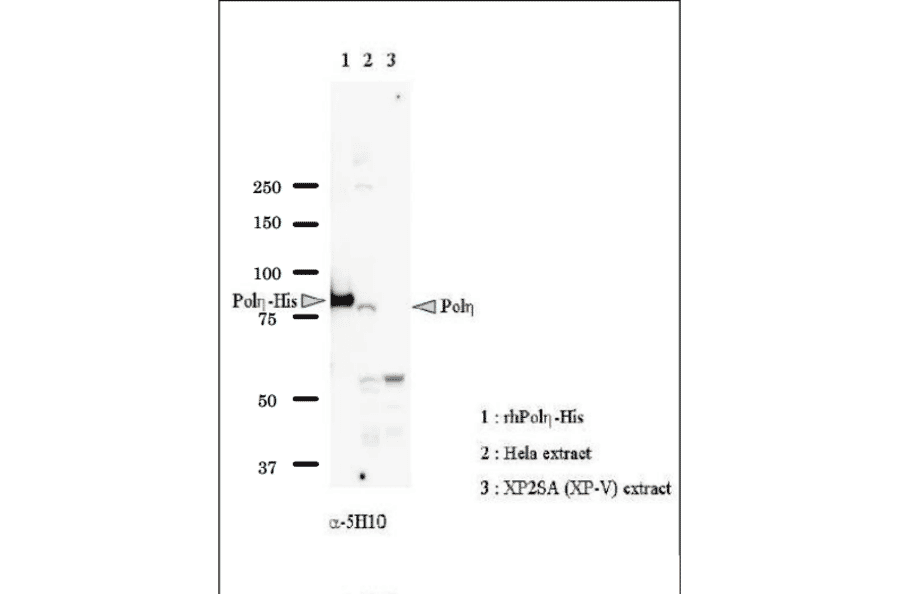 Identification of Pol eta in whole cell extract of HeLa cells by western blot with Anti-DNA polymerase eta Antibody. Lane 1: Recombinant full-size Pol eta with His6 tag at C-teminus (Positive Control). Lane 2: Whole cell extract of HeLa cells (40µg) (Positive Control). Lane 3: Whole cell extract of XP2SA (XP-V) cells (40µg) (Negative Control). Pol eta is detected at ~80 kDa position. 8% gel was used.