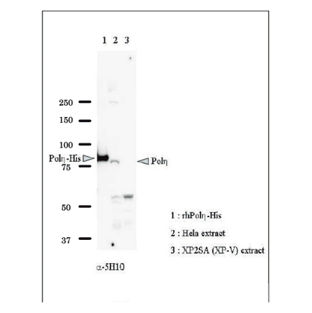 Identification of Pol eta in whole cell extract of HeLa cells by western blot with Anti-DNA polymerase eta Antibody. Lane 1: Recombinant full-size Pol eta with His6 tag at C-teminus (Positive Control). Lane 2: Whole cell extract of HeLa cells (40µg) (Positive Control). Lane 3: Whole cell extract of XP2SA (XP-V) cells (40µg) (Negative Control). Pol eta is detected at ~80 kDa position. 8% gel was used.