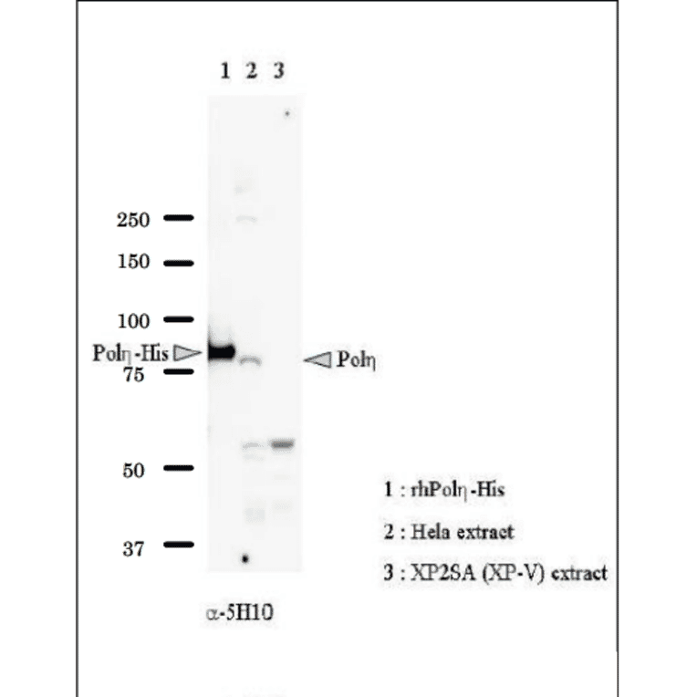 Identification of Pol eta in whole cell extract of HeLa cells by western blot with Anti-DNA polymerase eta Antibody. Lane 1: Recombinant full-size Pol eta with His6 tag at C-teminus (Positive Control). Lane 2: Whole cell extract of HeLa cells (40µg) (Positive Control). Lane 3: Whole cell extract of XP2SA (XP-V) cells (40µg) (Negative Control). Pol eta is detected at ~80 kDa position. 8% gel was used.