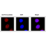 Immunofluorescence staining of DNA polymerase eta in HeLa cells with Anti-DNA polymerase eta Antibody. HeLa cells were fixed in 4% paraformaldehyde overnight and permeabilized in 0.25% TritonX 100 in PBS for 10 min. Anti-DNA polymerase eta Antibody was used at 1:1,000 dilution.