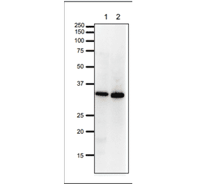 Western Blot of PCNA in HeLa cells and Xenopus egg extract. Anti-PCNA Antibody was used at 1:1,000 dilution. Goat Anti-Rabbit IgG Antibody (HRP) was used as a secondary at 1:10,000 dilution. Lane 1: HeLa cell extract (20µg). Lane 2: Xenopus egg extract (20µg). Molecular mass of PCNA is 29 kDa.