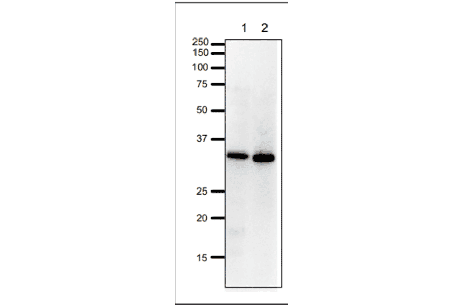 Western Blot of PCNA in HeLa cells and Xenopus egg extract. Anti-PCNA Antibody was used at 1:1,000 dilution. Goat Anti-Rabbit IgG Antibody (HRP) was used as a secondary at 1:10,000 dilution. Lane 1: HeLa cell extract (20µg). Lane 2: Xenopus egg extract (20µg). Molecular mass of PCNA is 29 kDa.