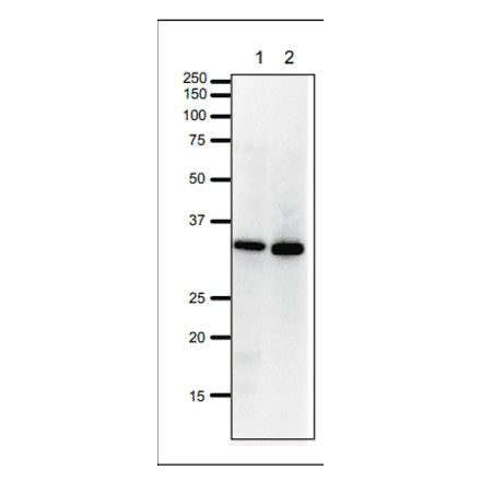 Western Blot of PCNA in HeLa cells and Xenopus egg extract. Anti-PCNA Antibody was used at 1:1,000 dilution. Goat Anti-Rabbit IgG Antibody (HRP) was used as a secondary at 1:10,000 dilution. Lane 1: HeLa cell extract (20µg). Lane 2: Xenopus egg extract (20µg). Molecular mass of PCNA is 29 kDa.