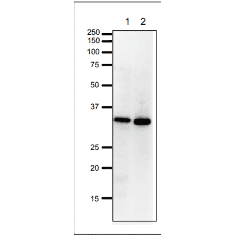 Western Blot of PCNA in HeLa cells and Xenopus egg extract. Anti-PCNA Antibody was used at 1:1,000 dilution. Goat Anti-Rabbit IgG Antibody (HRP) was used as a secondary at 1:10,000 dilution. Lane 1: HeLa cell extract (20µg). Lane 2: Xenopus egg extract (20µg). Molecular mass of PCNA is 29 kDa.