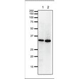 Western Blot of PCNA in HeLa cells and Xenopus egg extract. Anti-PCNA Antibody was used at 1:1,000 dilution. Goat Anti-Rabbit IgG Antibody (HRP) was used as a secondary at 1:10,000 dilution. Lane 1: HeLa cell extract (20µg). Lane 2: Xenopus egg extract (20µg). Molecular mass of PCNA is 29 kDa.