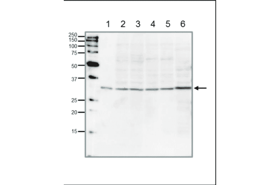Western blot of PCNA in the whole cell extracts. Anti-PCNA Antibody was used at 1:1,000 dilution. Goat Anti-Rabbit IgG Antibody (HRP) was used as secondary at 1:10,000 dilution. Lane 1: Full-size recombinant human PCNA protein (5ng). Lane 2: HeLa (human) (20µg). Lane 3: MCF7 (human) (20µg). Lane 4: NIH3T3 (mouse) (20µg). Lane 5: CHO (hamster) (20µg). Lane 6: Xenopus laevis egg (frog) (20µg).
