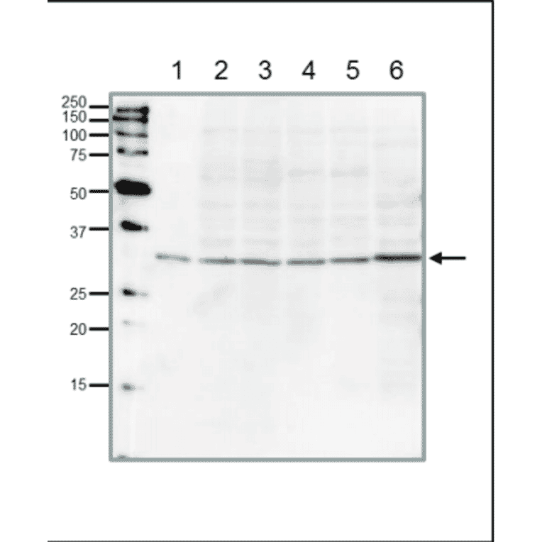 Western blot of PCNA in the whole cell extracts. Anti-PCNA Antibody was used at 1:1,000 dilution. Goat Anti-Rabbit IgG Antibody (HRP) was used as secondary at 1:10,000 dilution. Lane 1: Full-size recombinant human PCNA protein (5ng). Lane 2: HeLa (human) (20µg). Lane 3: MCF7 (human) (20µg). Lane 4: NIH3T3 (mouse) (20µg). Lane 5: CHO (hamster) (20µg). Lane 6: Xenopus laevis egg (frog) (20µg).