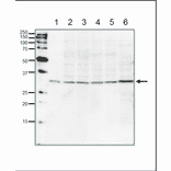 Western blot of PCNA in the whole cell extracts. Anti-PCNA Antibody was used at 1:1,000 dilution. Goat Anti-Rabbit IgG Antibody (HRP) was used as secondary at 1:10,000 dilution. Lane 1: Full-size recombinant human PCNA protein (5ng). Lane 2: HeLa (human) (20µg). Lane 3: MCF7 (human) (20µg). Lane 4: NIH3T3 (mouse) (20µg). Lane 5: CHO (hamster) (20µg). Lane 6: Xenopus laevis egg (frog) (20µg).