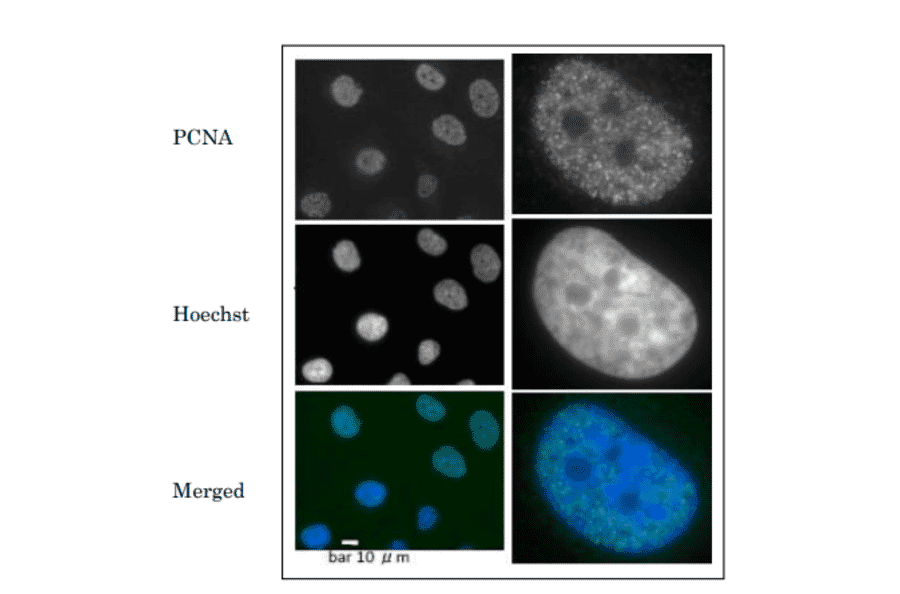 Immunofluorescence staining of PCNA in GM0637 cells (human fibroblast ). Cells were fixed with 4% paraformaldehyde, permeabilized with 0.5% Triton and added with Anti-PCNA Antibody at 1:100 dilution. Goat Anti-Rabbit IgG Antibody (Alexa 488) was used as secondary at 1:10,000 dilution. DNA was stained with Heachst. PCNA foci were detected in the nuclei.