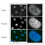 Immunofluorescence staining of PCNA in GM0637 cells (human fibroblast ). Cells were fixed with 4% paraformaldehyde, permeabilized with 0.5% Triton and added with Anti-PCNA Antibody at 1:100 dilution. Goat Anti-Rabbit IgG Antibody (Alexa 488) was used as secondary at 1:10,000 dilution. DNA was stained with Heachst. PCNA foci were detected in the nuclei.