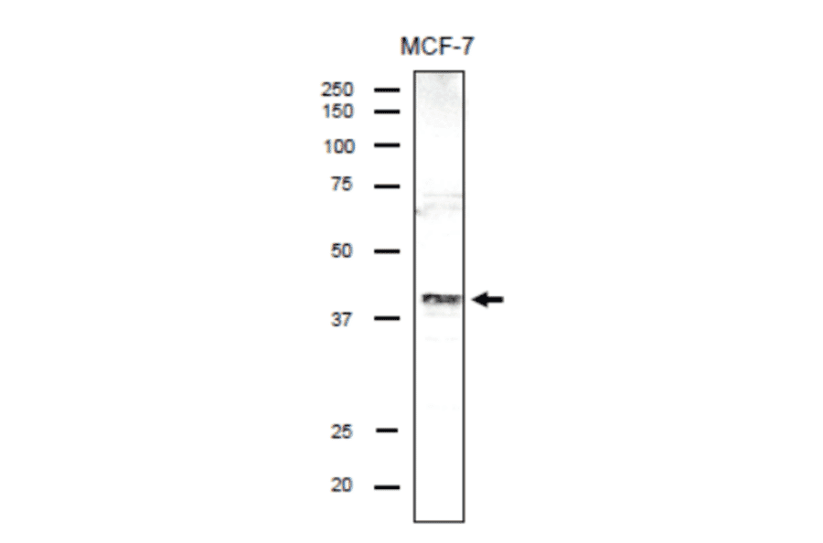 Identification of endogenous DSN1 protein in the crude lysate of MCF-7 cells by using anti-DSN antibody.