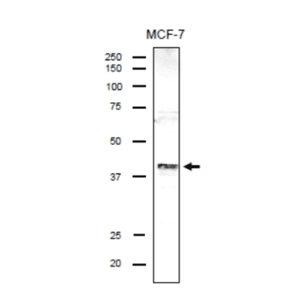 Identification of endogenous DSN1 protein in the crude lysate of MCF-7 cells by using anti-DSN antibody.