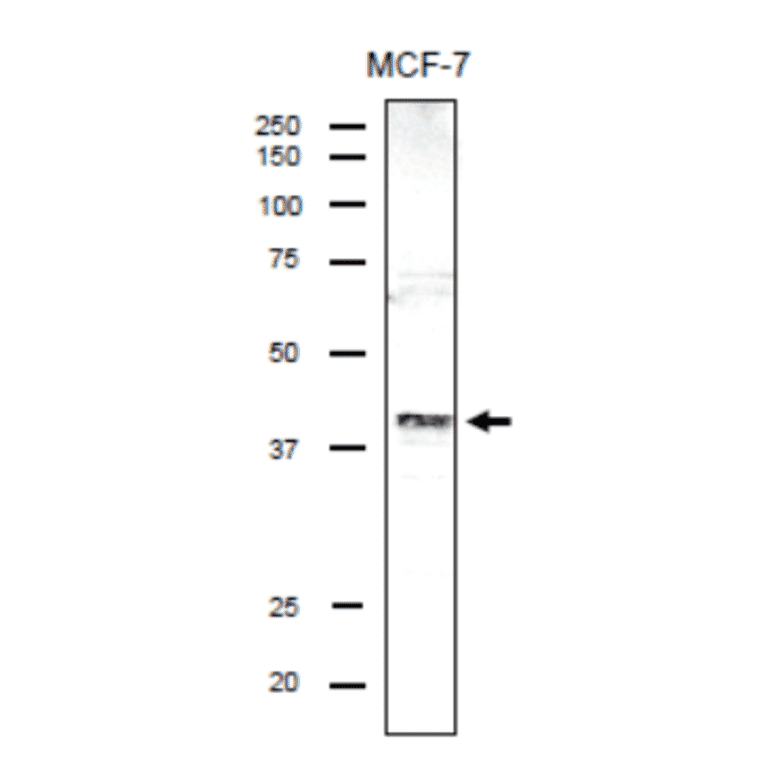 Identification of endogenous DSN1 protein in the crude lysate of MCF-7 cells by using anti-DSN antibody.