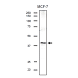 Identification of endogenous DSN1 protein in the crude lysate of MCF-7 cells by using anti-DSN antibody.