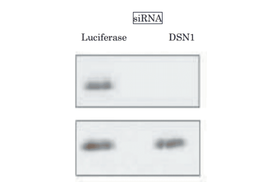 Validation of specificity of the anti-DSN1 antibody in WB by using siRNA.