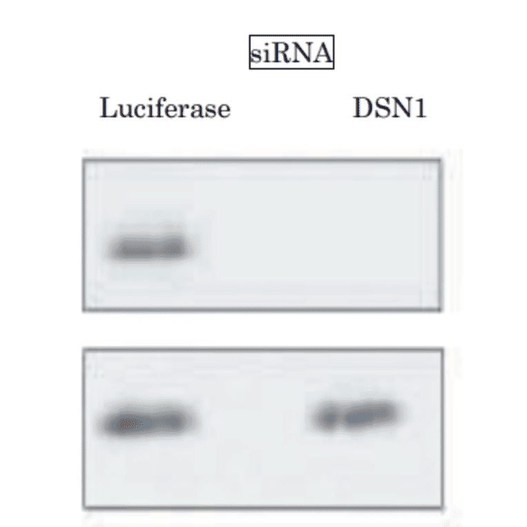 Validation of specificity of the anti-DSN1 antibody in WB by using siRNA.