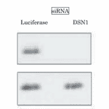 Validation of specificity of the anti-DSN1 antibody in WB by using siRNA.