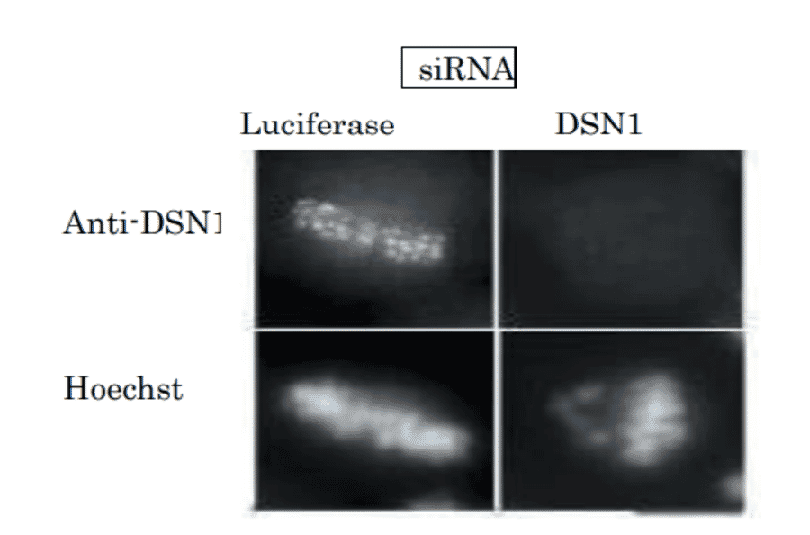 Immunofluorescence staining of HeLa cell chromosome with this antibody and validation of specificity with siRNA.