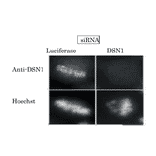 Immunofluorescence staining of HeLa cell chromosome with this antibody and validation of specificity with siRNA.