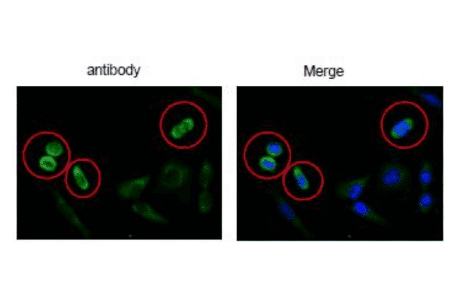 Immunofluorescence stainig of DSN1 in HeLa cells using anti-DSN1 antibody.