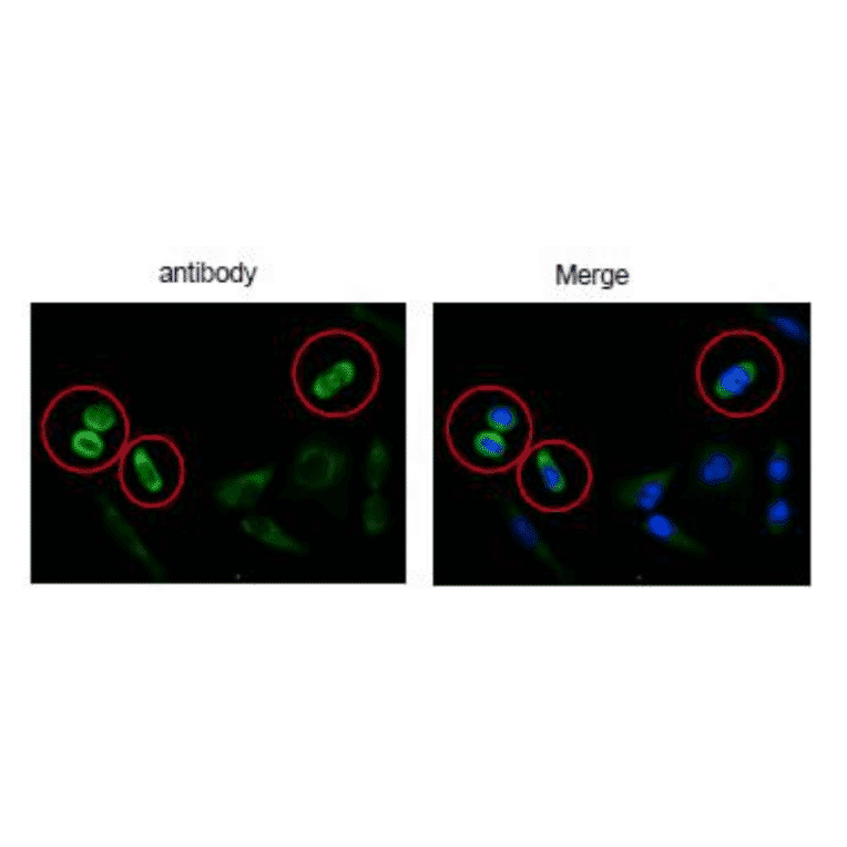 Immunofluorescence stainig of DSN1 in HeLa cells using anti-DSN1 antibody.